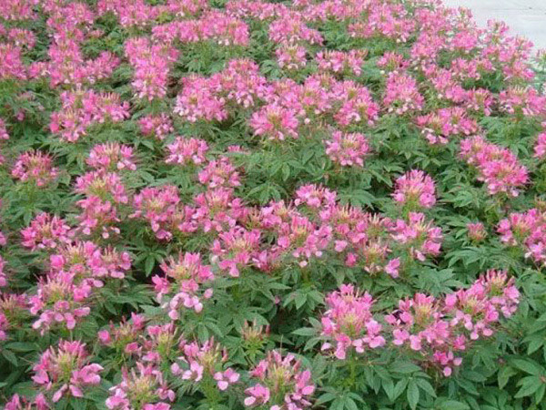 醉蝶花.jpg
