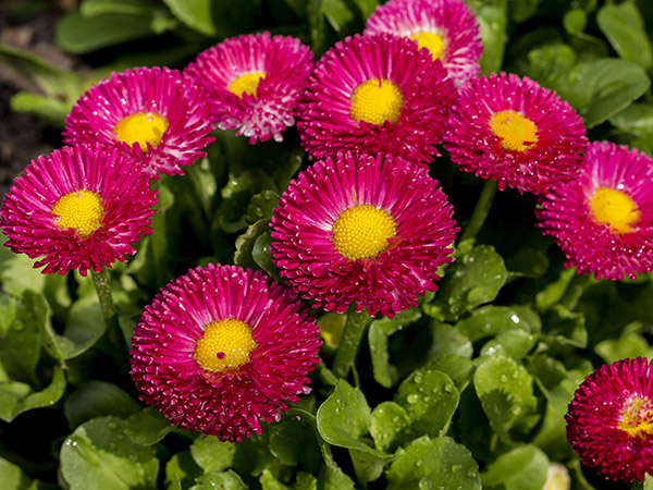 雏菊.jpg