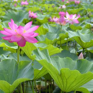 荷花