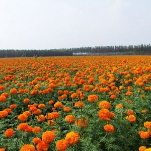 孔雀草花海