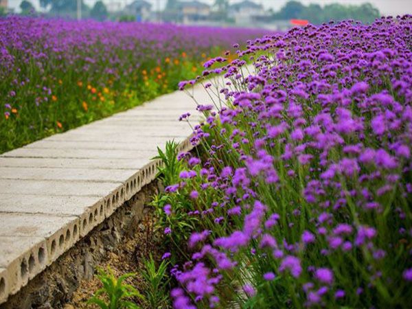 马鞭草花海