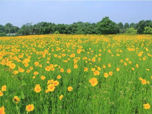 金鸡菊花海